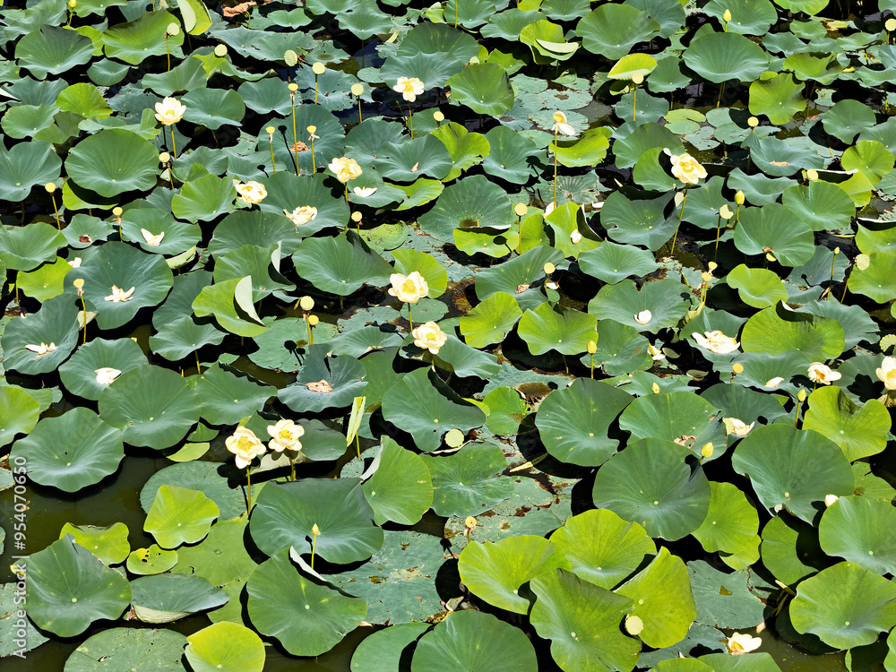 Large group of lotus plants with yellow flowers Nelumbo nucifera Large group of lotus plants with yellow flowers Nelumbo nucifera