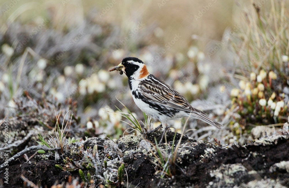 Male Lapland Longspur (Calcarius lapponicus) gathering insects Male Lapland Longspur (Calcarius lapponicus) gathering insects