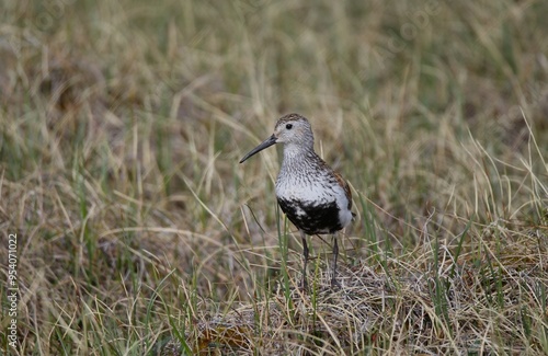 Dunlin (Calidris alpina arcticola) in breeding plumage