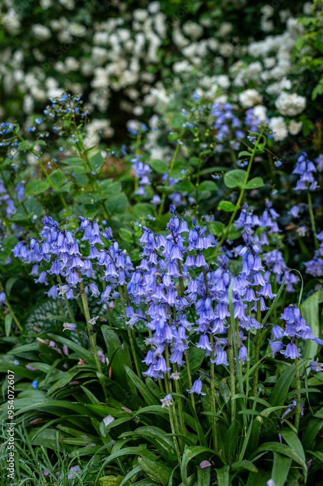 Fototapeta premium Blooming flowers in the garden