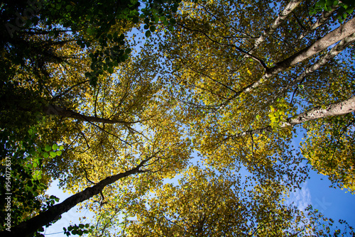 Autumn forest view from below into the sky. Yellow and green leaves. Beech forest view from below into the sky, autumn season.