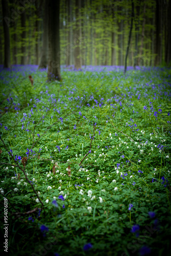 Wild Hyacinthsin the forests of Belgium