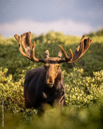 Large Colorado Shiras Moose - alces alces - standing in beautiful golden hour sunlight