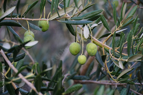 Organically grown olives damaged by heavy weather conditions