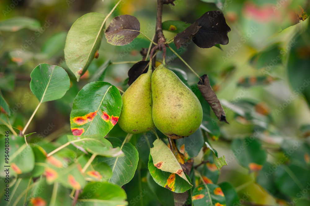 Juicy pears hanging on tree branch in the orchard
Juicy pears hanging on tree branch in the orchard