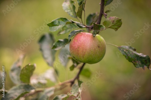 apples on the branch in the garden 