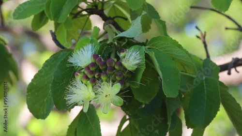 Pequi flowers (caryocar brasiliense) with pollinating insects, 4k video in selective focus and fine details. Relaxing scenery of idyllic wild nature. photo