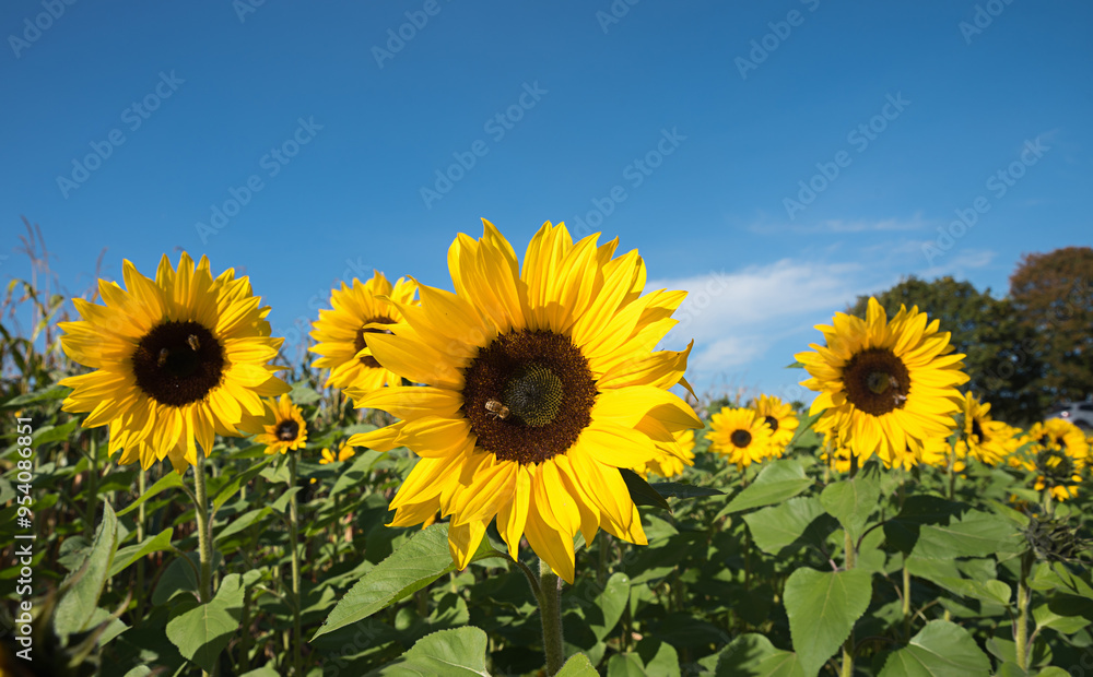 sunflower field with blooming flowers, blue sky above sunflower field with blooming flowers, blue sky above