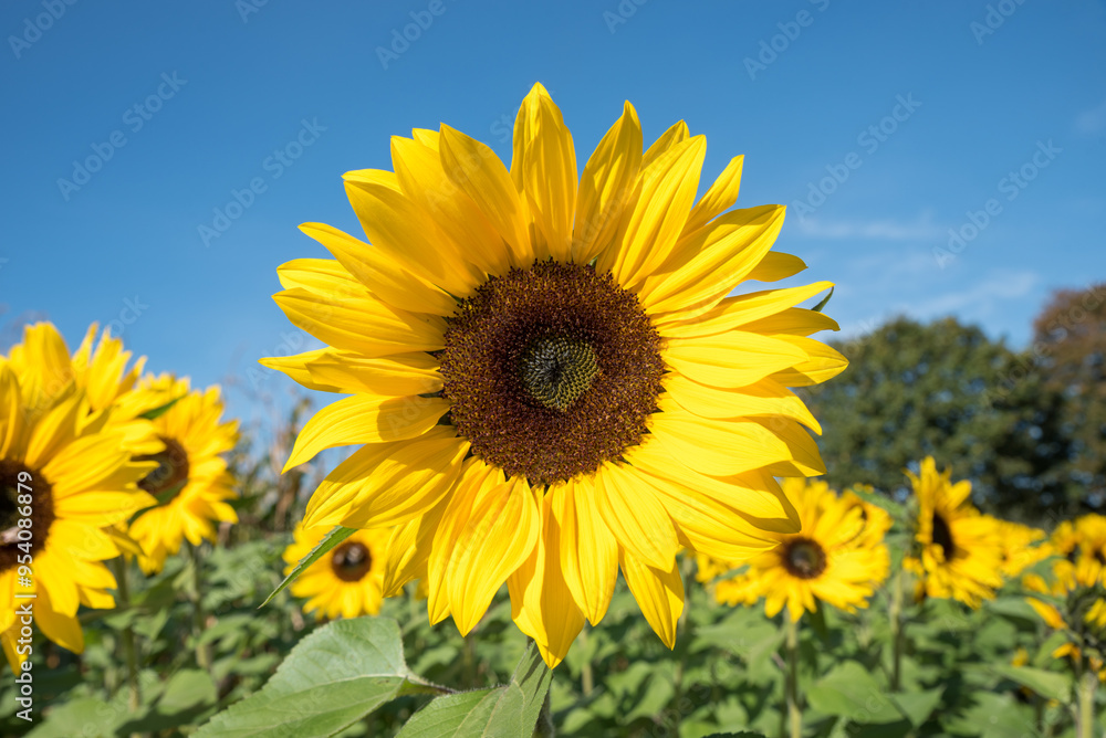 blooming sunflowers in the field, blue sky above blooming sunflowers in the field, blue sky above