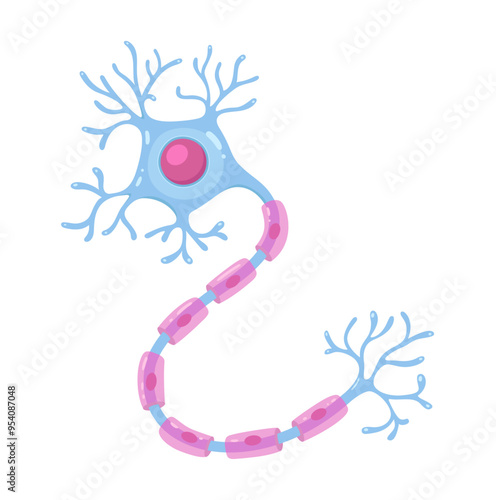 Vector Illustration of neuron anatomy