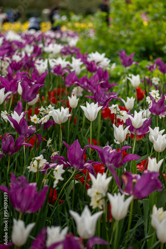 Blooming tulip fields in the Netherlands. Tulip fields near Lisse. Keukenhof Park in bloom