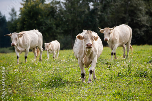 Four cows walking toward the camera through a grassy field, with trees in the background and some yellow wildflowers scattered around.