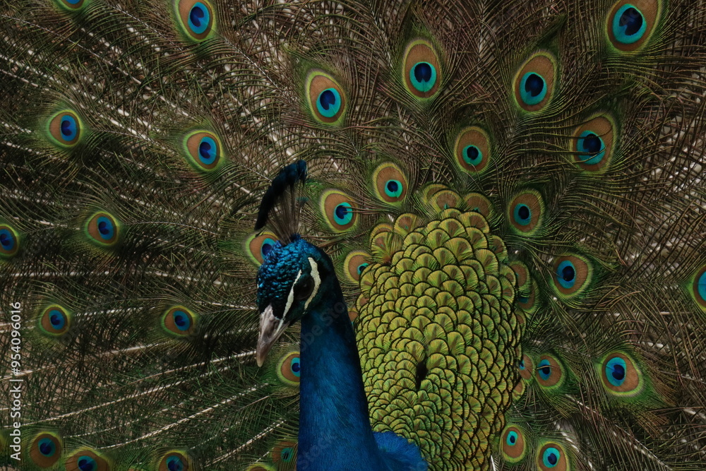 Fototapeta premium Peacock