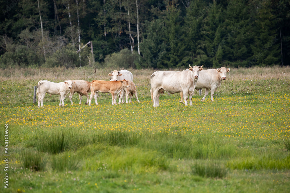 Fototapeta premium A group of white and light brown cows standing and grazing in a colorful, flower-filled meadow.