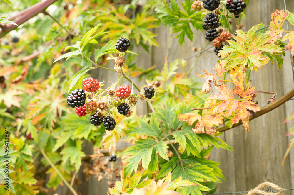 ripe blackberries on a green background of leaves