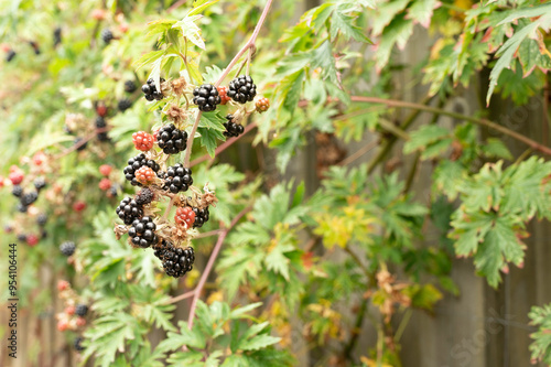 Obraz na płótnie ripe blackberries on a green background of leaves w salonie