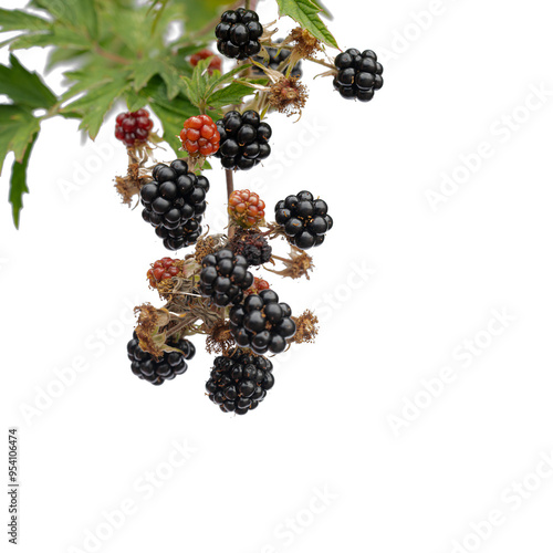 Obraz na płótnie ripe blackberries on a white background w salonie