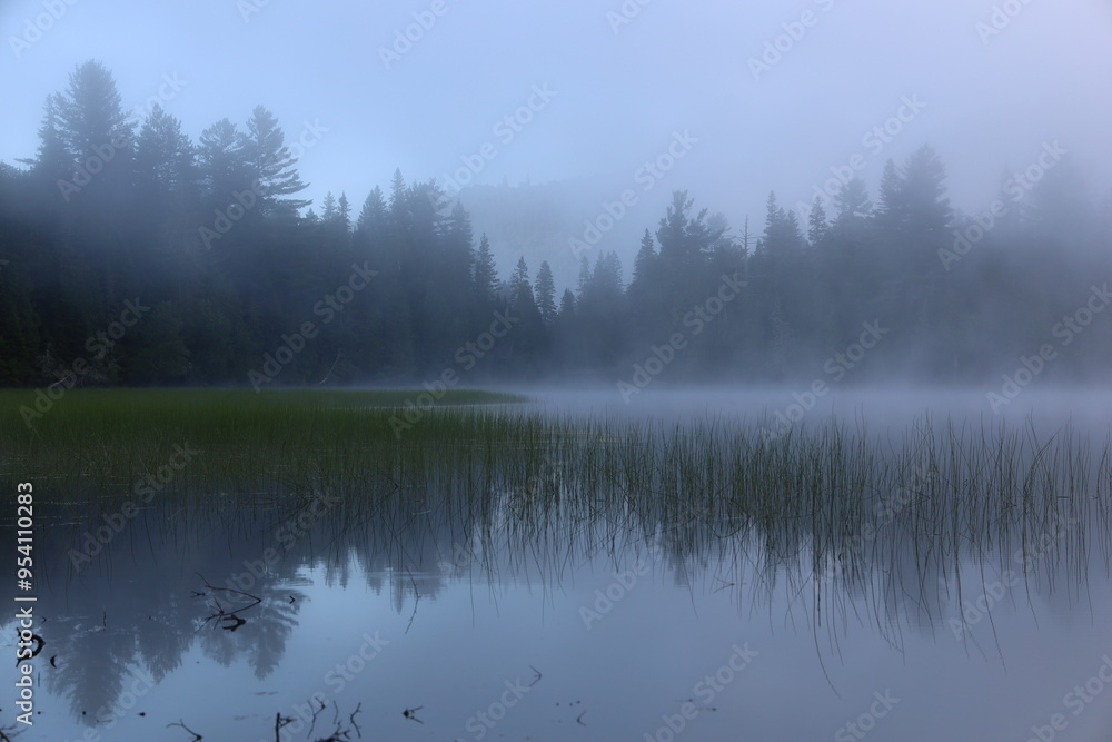 Mist-shrouded lake in a forest