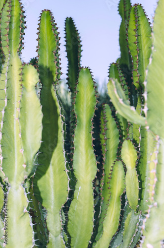 Tall green euphorbia succulent standing in close arrangement in sunlight photo