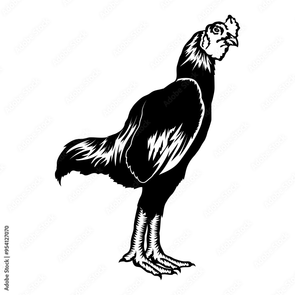 Fototapeta premium Shamo Rooster