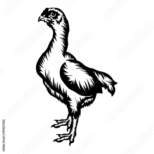 Shamo Chicken