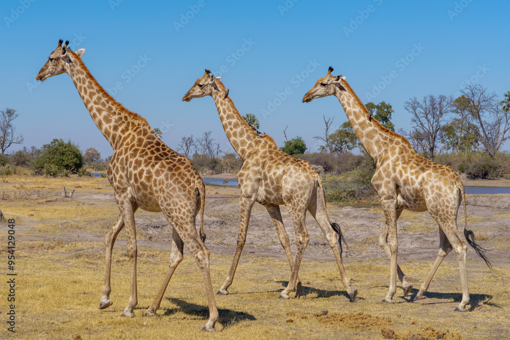 Obraz premium three giraffe walking in the kalahari desert in Botswana Africa