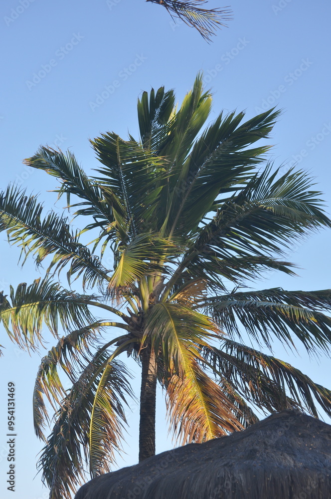 Fototapeta premium Palm tree on blue sky