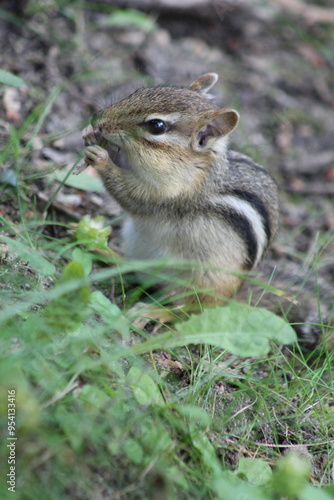 Chipmunk in nature