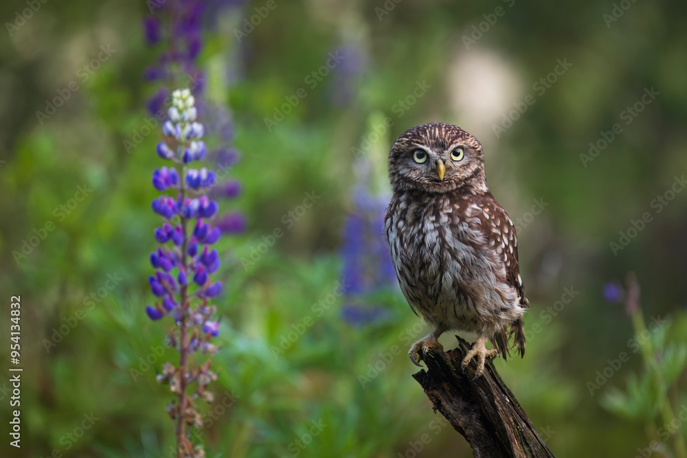 Owl in lupine. Little owl, Athene noctua, perched in blue-pod lupine flowers on forest meadow. Owl of Athena in natural habitat. Beautiful bird with yellow eyes. Wild spring nature. Wildlife. Owl in lupine. Little owl, Athene noctua, perched in blue-pod lupine flowers on forest meadow. Owl of Athena in natural habitat. Beautiful bird with yellow eyes. Wild spring nature. Wildlife.