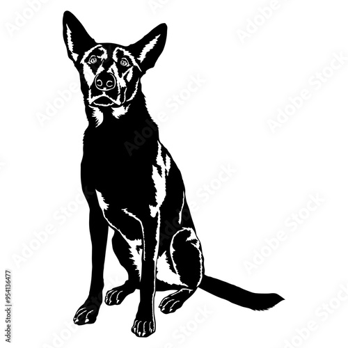 Sitting Dutch Shepherd