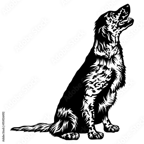 Sitting English Setter