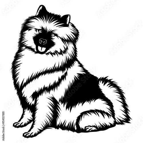 Sitting Keeshond