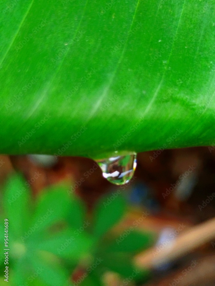 dew drops on green leaves with banana leaf background dew drops on green leaves with banana leaf background