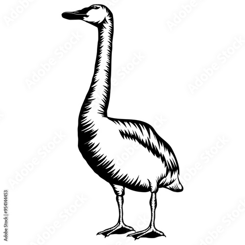 Swan