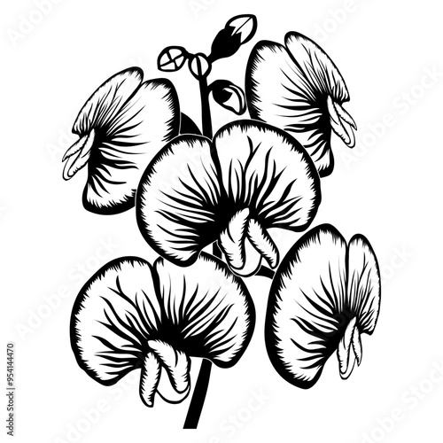Sweet Pea Flower Flower