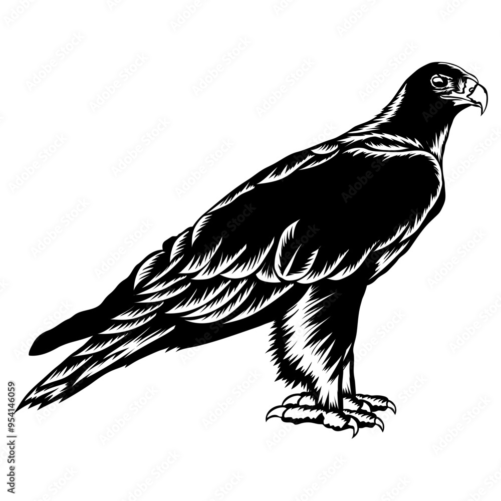 Fototapeta premium Verreauxs Eagle
