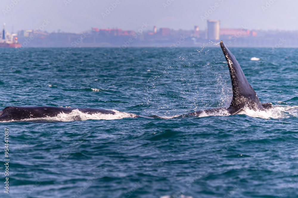 Fototapeta premium Baleia Jubarte na cidade Vitória, Estado do Espírito Santo, Brasil
