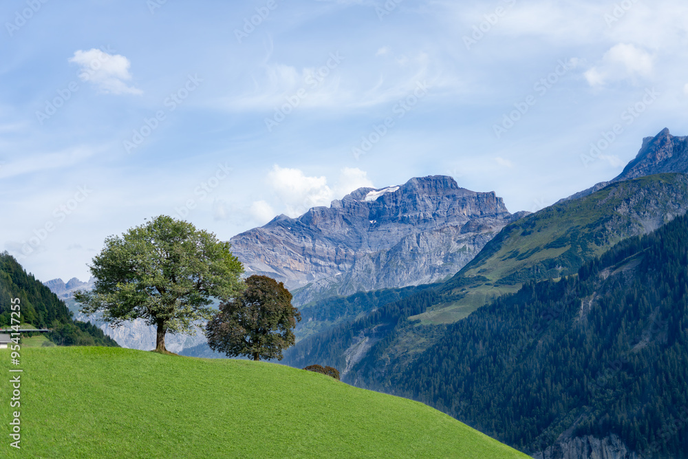 Nature, tree on top of a hill. steep mountain cliffs with snow and forests in opposite and background, idyllic summer scenery in the alps Nature, tree on top of a hill. steep mountain cliffs with snow and forests in opposite and background, idyllic summer scenery in the alps