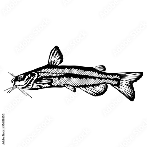 White Bullhead  Fish