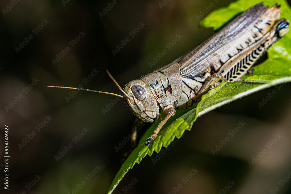 grasshopper on a leaf grasshopper on a leaf