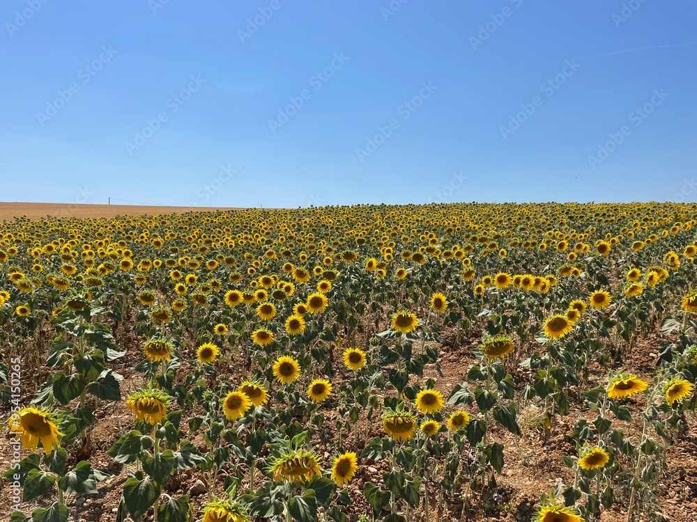 Obraz premium Sunflower