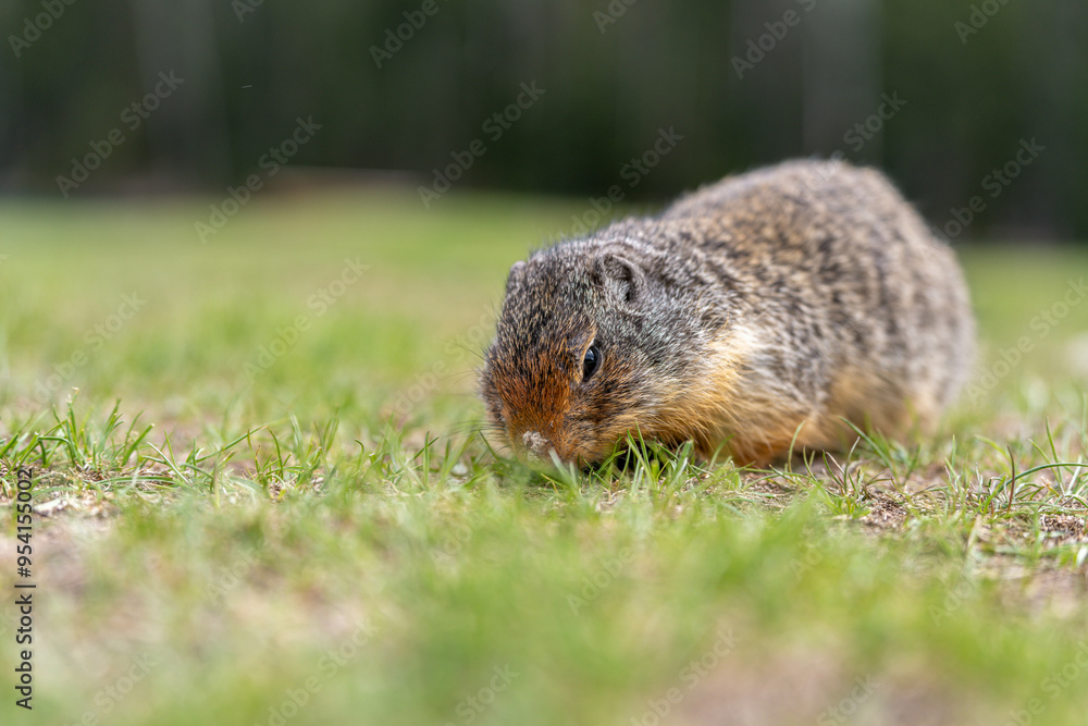 Friendly bc ground squirrel Friendly bc ground squirrel