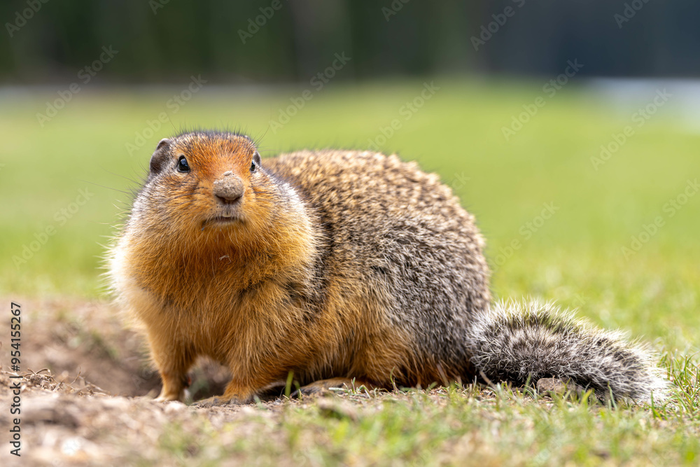 Friendly bc ground squirrel Friendly bc ground squirrel