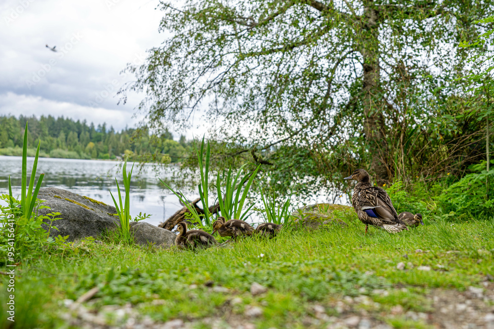 duck in the grass duck in the grass
