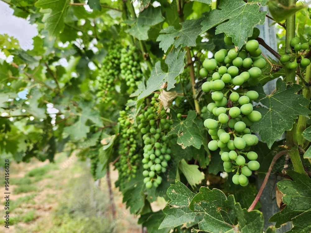 Green grapes on the vine in a vineyard in the countryside. Green grapes on the vine in a vineyard in the countryside.