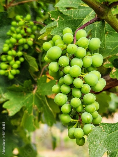 Green grapes on the vine in a vineyard in the countryside.