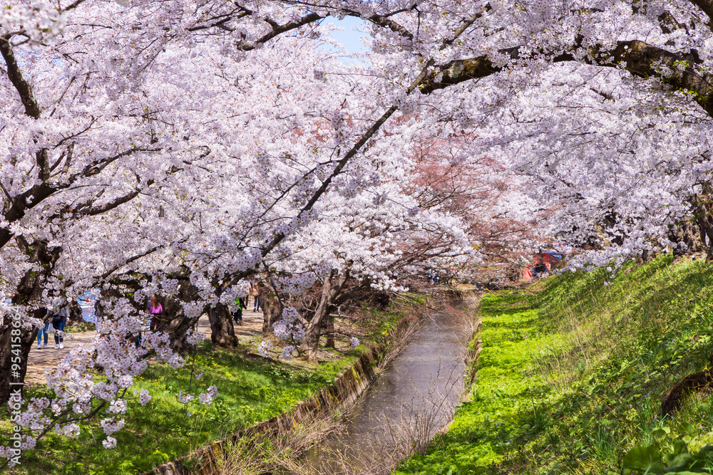 日本さくら名所100選 青森県弘前市 弘前公園の桜 日本さくら名所100選 青森県弘前市 弘前公園の桜
