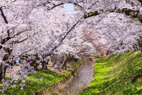 日本さくら名所100選 青森県弘前市 弘前公園の桜