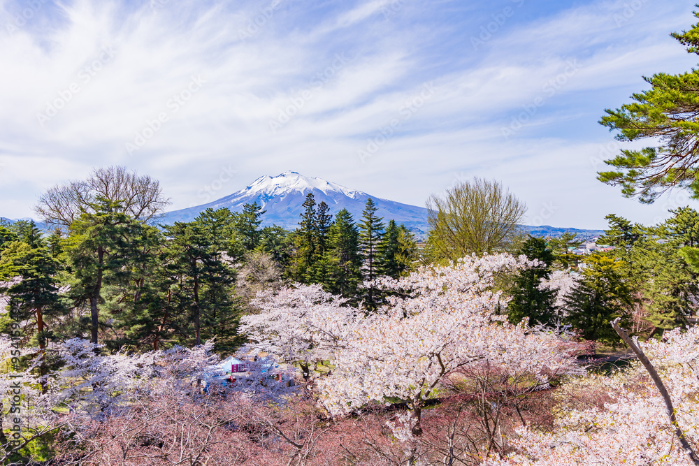 日本さくら名所100選 青森県弘前市 弘前公園の桜 日本さくら名所100選 青森県弘前市 弘前公園の桜
