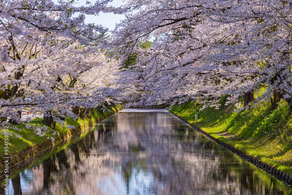 日本さくら名所100選 青森県弘前市 弘前公園の桜 日本さくら名所100選 青森県弘前市 弘前公園の桜